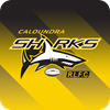 Caloundra Sharks Logo